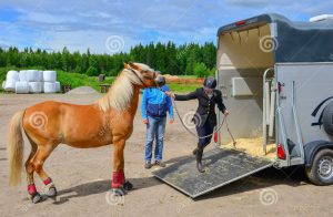 Horse Transport